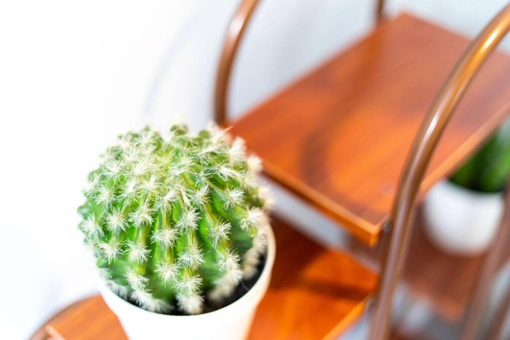 סן אנטוניו Cacti - Cactyou - Cactus מראה חיצוני תמונה
